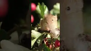 Mr Jingles the harvest mouse and a feather. #garden #mouse #animals #smile #funnyvideo #fyp #cute