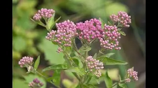 Garden Answer: Pluchea Odorata   Marsh Fleabane