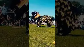 Chinese Cultural Dance | Lion Dance #chineseculture #youtubeshorts #chinaculture #trendytariq