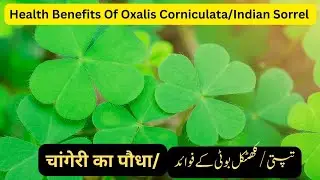 Remarkable Health Benefits Of Oxalis Corniculata