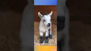 amma 👩&zwj;🦰 abba 👨&zwj;🦰 kakka 👦 #bakra #baby #cute 😊 #viral #Khan  Sheikh