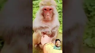 monyet gemoy ketawa.#vidioshort #vidiountukanak #vidioviral #binatanglucu