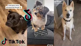 Tell Your Dog a Story With His Favourite Words TikTok Compilation #2