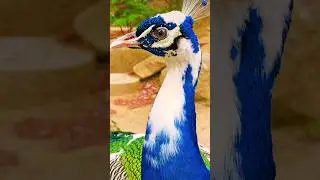 peacock🦚 #peacockbeauty #peacock #peacockvoice #peacockeyes #viralshort #beauty #birds #peacocking