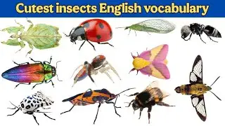 Cutest insects English vocabulary|Rose Sally Studio