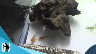 #320: Basement Fishroom Walkthrough - Update Monday
