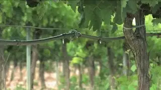 Riego inteligente viñedo