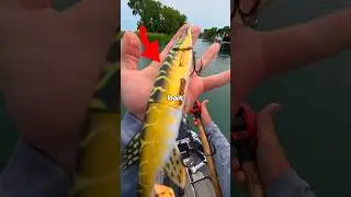 I Fished with GIANT Bait 🐟🎣
