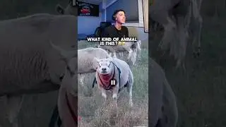 #content #funny #viral #reaction #clips