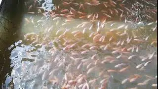 Fish pond crowded