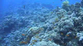 Dahab - blue hole - red sea - beauty of the red sea