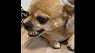 Shot on iPhone Meme | Angry Dog #shorts #youtubeshorts