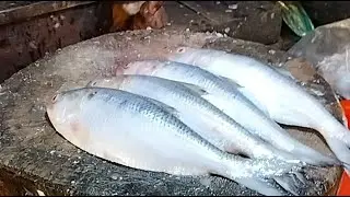 🔴ASMR Fish Cutting LIVE | Crystal Clear Knife Sounds & Fresh Catch
