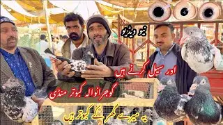 Gujranwala kabootar mandi گوجرانوالہ کبوتر منڈی