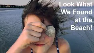 Dolphins and Shells on Sanibel Island