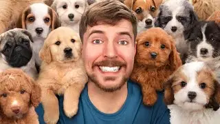 I Rescued 100 Abandoned Dogs