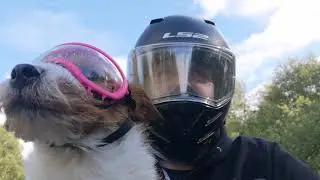 Little Biker Dog's first ride on our new BMW R1250GS with the bagster tank cover and pupster bag