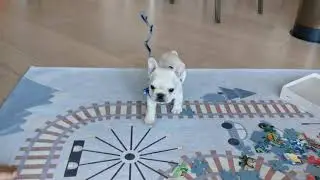8 week French Bulldog puppy training