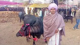 18 जनवरी 2026 भेस की कीमत 1लाख 50 हजार तक देखने को मिली धुंधड़का पशु मंडी MP14#murraha#jarfyang#cow 