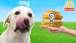 Labrador Tries McDonald's Secret Menu!!