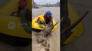Grandparents Save Elephant Calf on Liferaft as Rope Snaps on Mom! #ElephantRescue #shorts