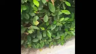 Deployment of Gambusia in Small Tanks