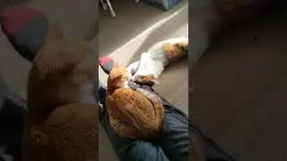 野良ね〜こ。「遊ぼうよ〜！」 Let's get Together！　Cute cat family.