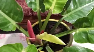 philodendron moonlight plant How to care tips 🍁☘️