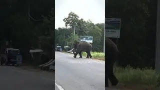 Mighty Kawantissa Crossing Road😮 | Sri Lankas's Highest ones close shot #elephant #wildlife #tusker