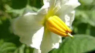 Potato flowers -  Solanum - Kart&ouml;flubl&oacute;m - Jar&eth;epli  - Gar&eth;yrkja - Matjurt