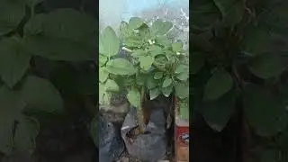 Handulillaah.. nyoba nanam bayam hutan kesukaanku  di polibag tanpa pupuk  ternyata lumayan subur
