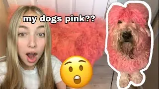 dying my dogs hair PINK