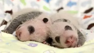 Panda Cubs 2016:  Day 19
