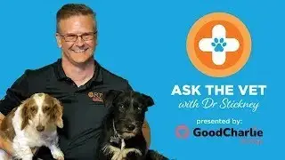 Ask the Vet: Winter Pet Safety, Feral Care, Heartworm Decisions & Kitten Introductions