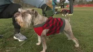 10th annual Thanksgiving Dog Day Trot at Capital Hills