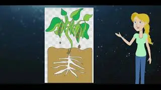20 T2 Y5 (What is the life cycle of an eggplant?)