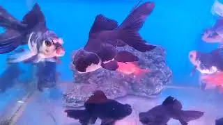 Toton Aquarium🐬🐠🥰❤️ Berhampore medical hospital ar pase sporting club ar samne pH --8001569495 🐟🐠🐬