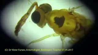Parasitoids Eupelmidae, Eurytomidae, Eulophidae (Chalcidoidea) in Turkey, Turkiye