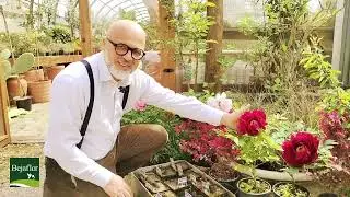 Compresse di giardinaggio. La peonia, la regina del giardino. #Peonia #garden
