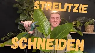Strelitzie schneiden - Bl&auml;tter schneiden f&uuml;r einen gesunden Wuchs