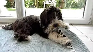 Tibet Terrier