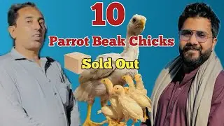 10 Parrot Beak Chicks Sold to our Business Chain Clint | Hopeland