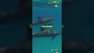 🐬 Bottlenose Dolphins: The Intelligent Tool Users of the Ocean 🌊#BottlenoseDolphins