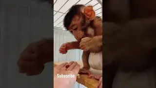 Обезьяна ест гранат 🐒#shorts