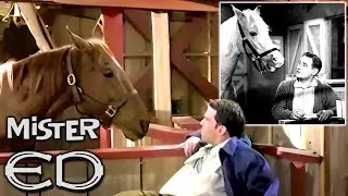 Mr Ed: How NOT To Reboot A 60s Classic