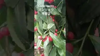 Ardisia crenata 꽃말:
