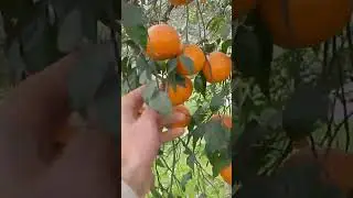 CIRTUS 🍊🍊🍊 Harvesting in Pakistan sorgadha Ready for Export