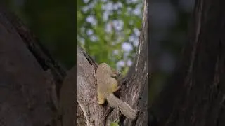 Squirrels