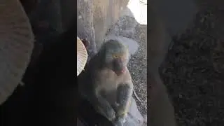 Lol father in law snapping in the monkey