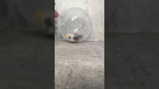 Who is in the Capsule Ball?